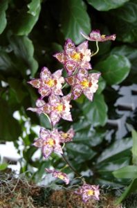 Orchids on Display Image
